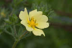 Sulphur cinquefoil